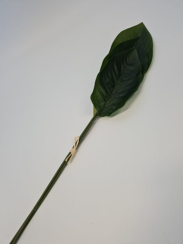 Strelitzia Leaf Bundle