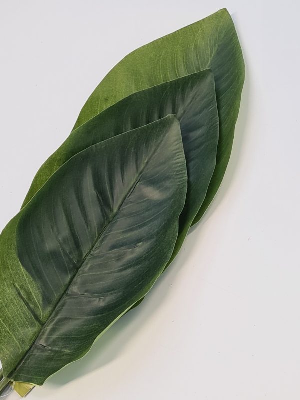 Strelitzia Leaf Bundle