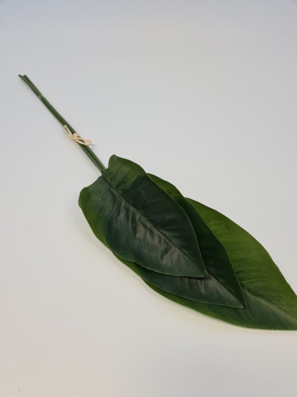 Strelitzia Leaf Bundle