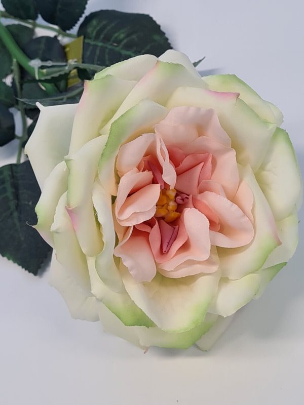 Duchess-de-Brabant Rose Blush