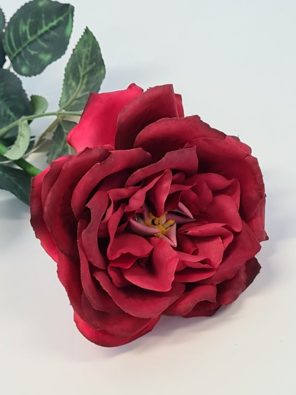 Duchess-de-Brabant Rose Red