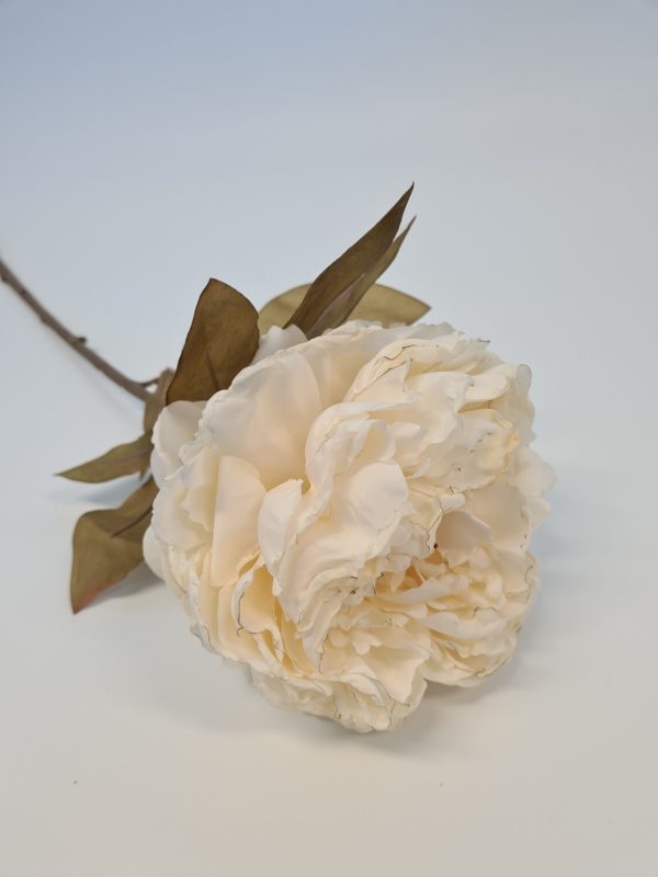 Dried Look Peony Cream