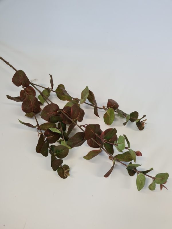 Eucalyptus Spray Large Brown