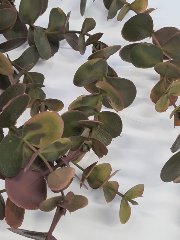 Trailing Eucalyptus Brown