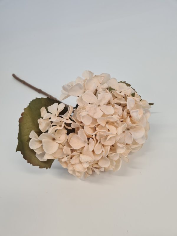 Dried Look Hydrangea Cream