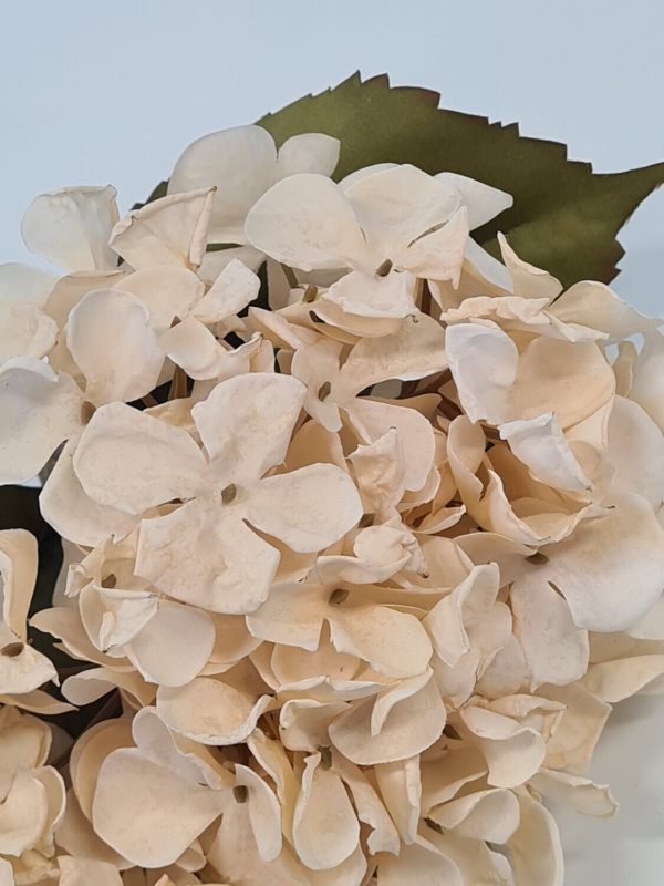 Dried Look Hydrangea Cream