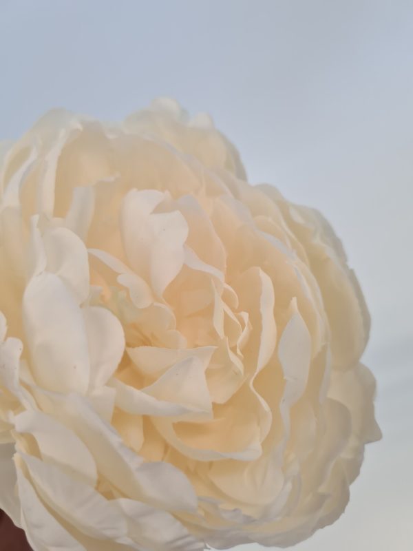 Peony Cream