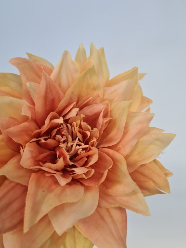 Dahlia Yellow