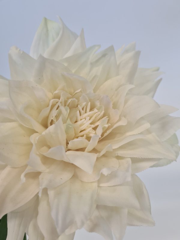 Dahlia Cream