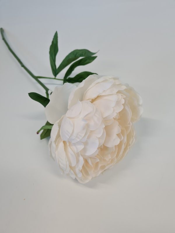 Peony Cream