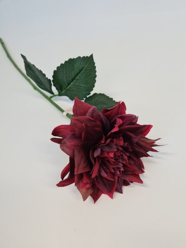 Dahlia Dark Red