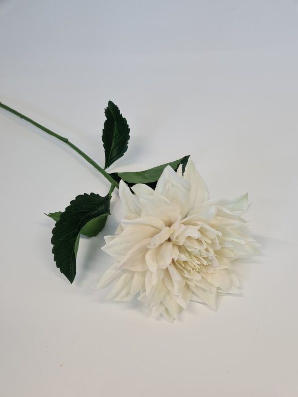 Dahlia Cream