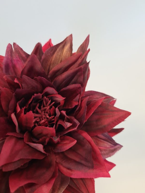 Dahlia Dark Red