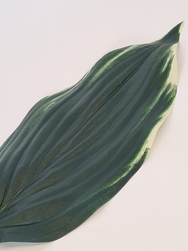 Hosta Leaf