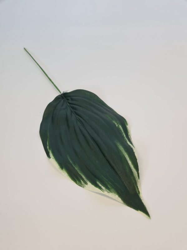 Hosta Leaf