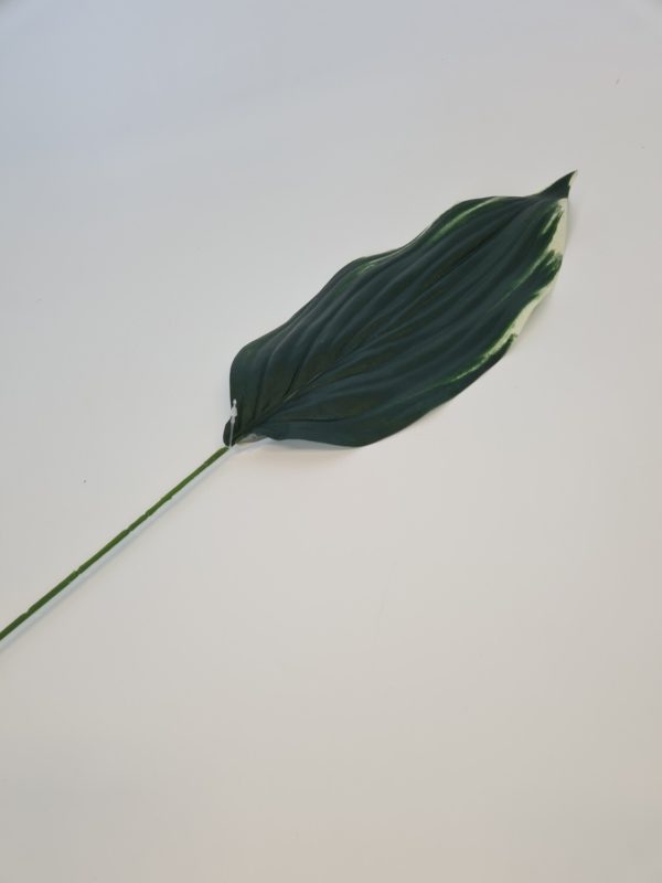 Hosta Leaf