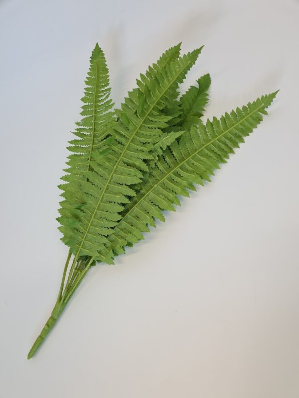 Boston Fern Bush