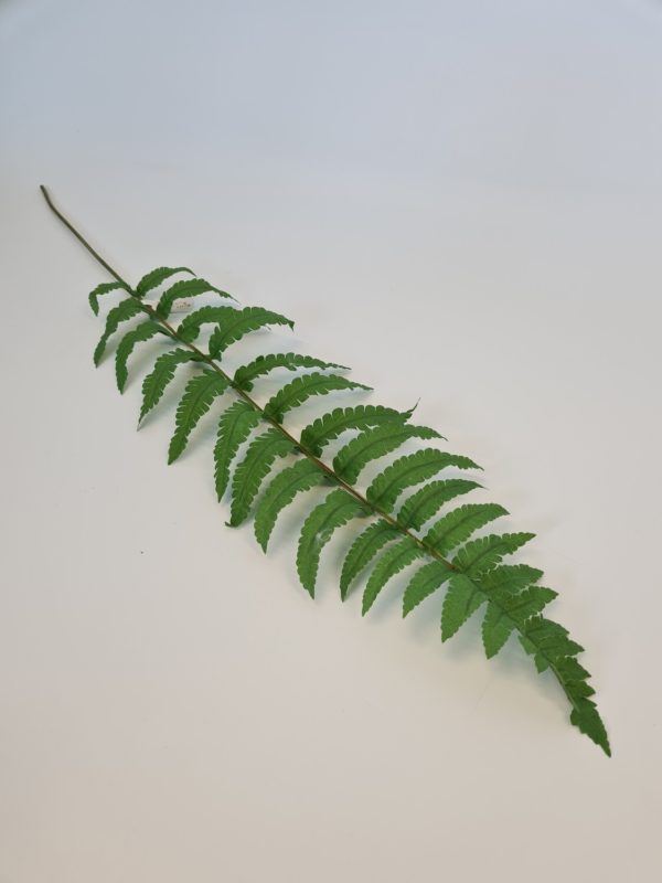 Ladder Fern