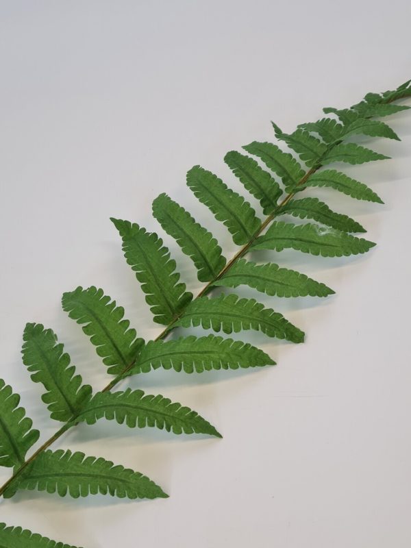 Ladder Fern