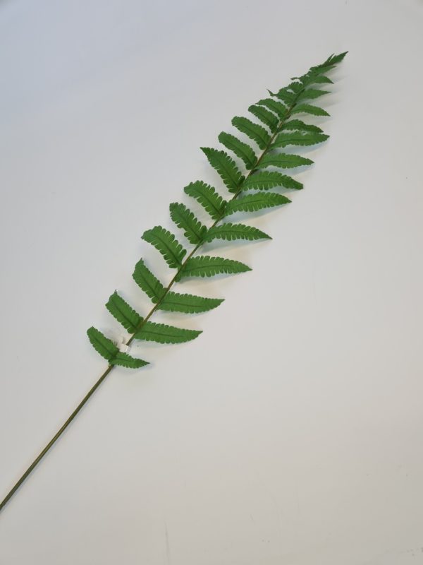 Ladder Fern