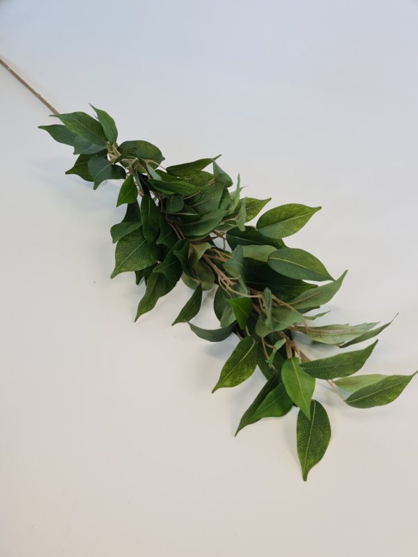 Ficus Spray