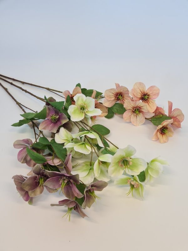 Hellebore Stem