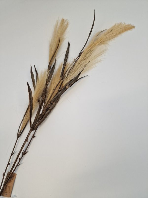 Pampas Grass Spray