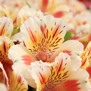 Alstroemeria