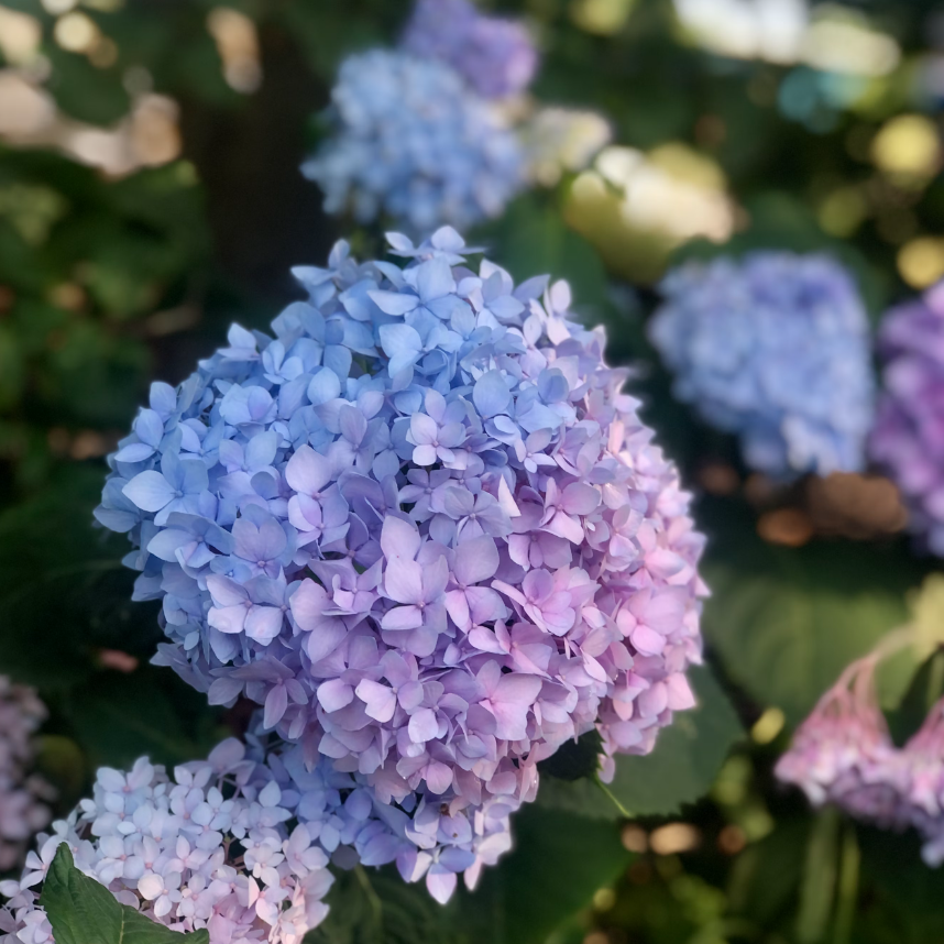 Hydrangeas