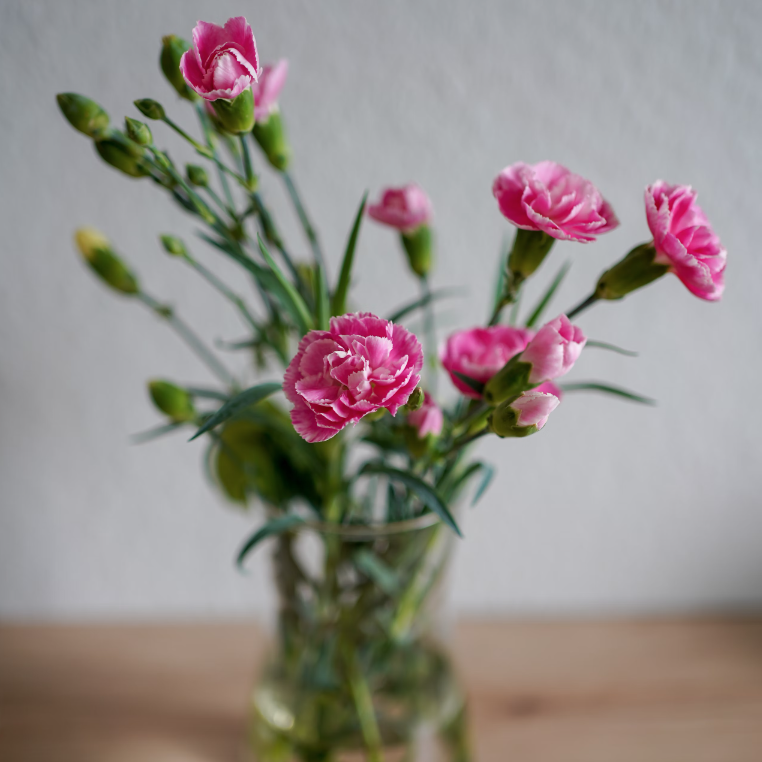 Spray Carnations