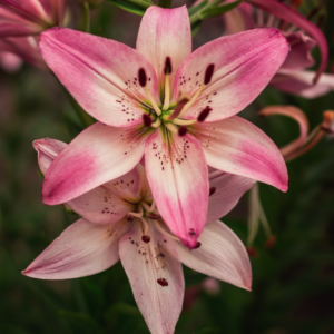 Lilies