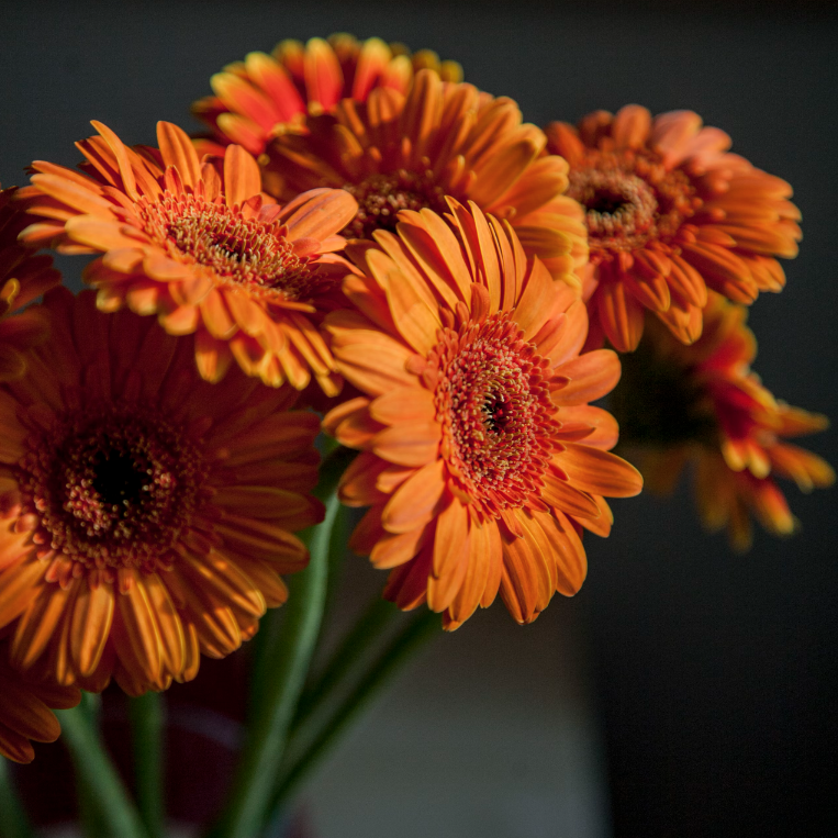 Gerbera