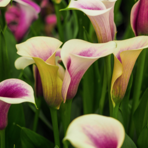 Calla Lilies