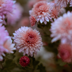 Chrysanthemum