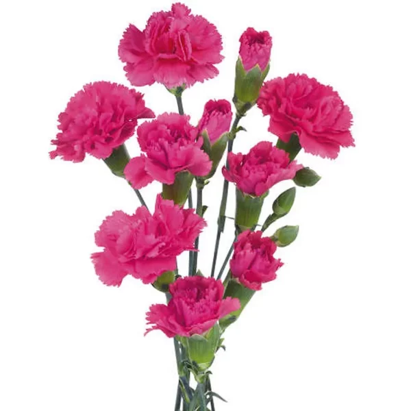 Spray Carnation Cerise