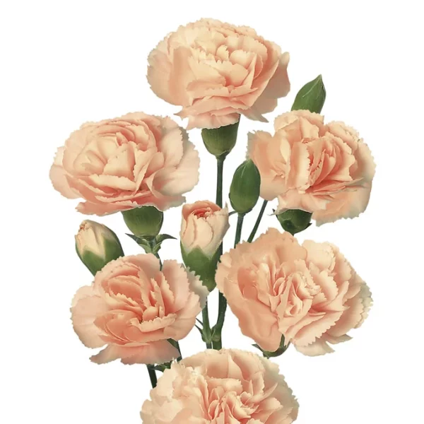 Spray Carnation Peach