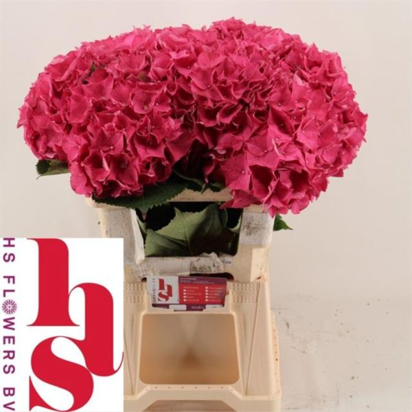 Hydrangea Rodeo Red