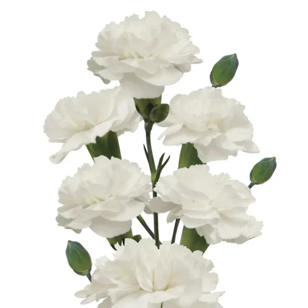 Spray Carnation White