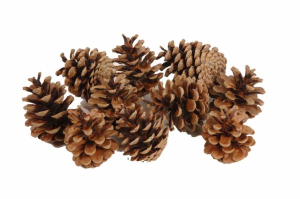 Pinecones on stick 50cm