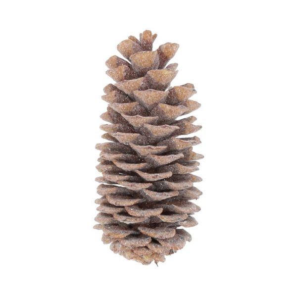 Pinecone SugarPine Waxed Natural 35cm