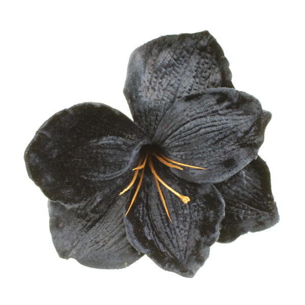 Amaryllis Clip Velvet Blue 14cm