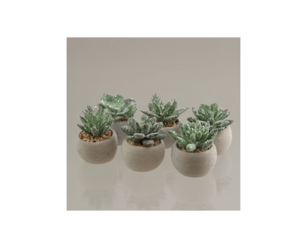 Succulent in Clay Pot Iced Assorted 7cm